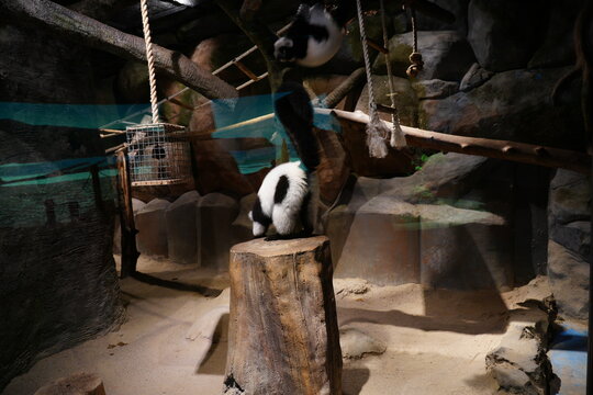 Black and White Ruffed Lemurs in Enclosure at the Zoo