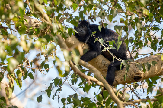 Black Howler Monkey - Alouatta caraya, beautiful long tailed black primate from South American tropical forests, Pantanal, Brazil.