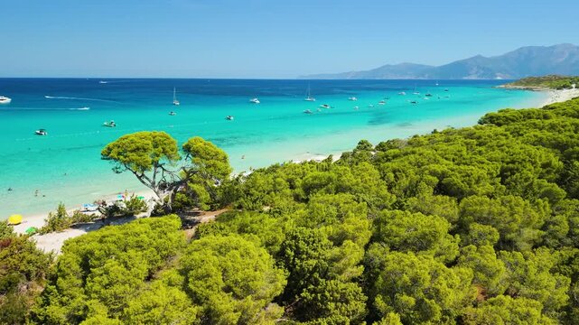 Saleccia tropical pristine beach aerial drone view through ancient pine forest in Agriates Corsica France. Turquoise sea with beach umbrellas and focal tall pine tree rotation 4K stock video
