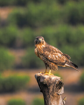 common buzzard buteo