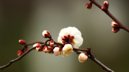 buds of cherry blossom © Bai