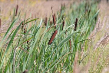 Obraz premium Tall grasses sway gently in the breeze near a serene wetland scene filled with earthy colors and natural beauty