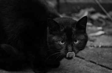 black and white cat on the wall © Bai