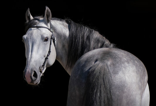 Horse. White horse on black background. Portrait. Close-up. A thoroughbred horse of the Oryol Trotter breed. Harness racing. Trotting horse race. Side view. Head in profile