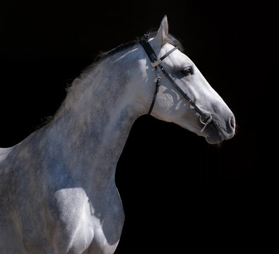 Horse. White horse on black background. Portrait. Close-up. A thoroughbred horse of the Oryol Trotter breed. Harness racing. Trotting horse race. Side view. Head in profile