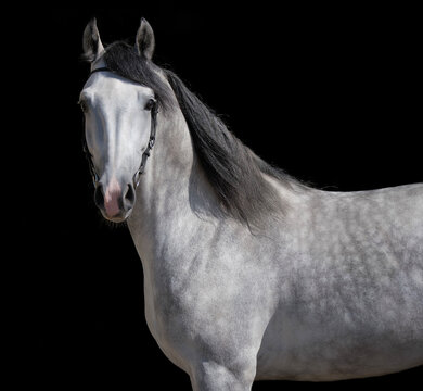 Horse. White horse on black background. Portrait. Close-up. A thoroughbred horse of the Oryol Trotter breed. Harness racing. Trotting horse race. Side view. Head in profile