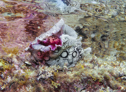 Spotted sea hare releasing ink