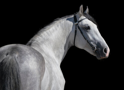 Horse. White horse on black background. Portrait. Close-up. A thoroughbred horse of the Oryol Trotter breed. Harness racing. Trotting horse race. Side view. Head in profile