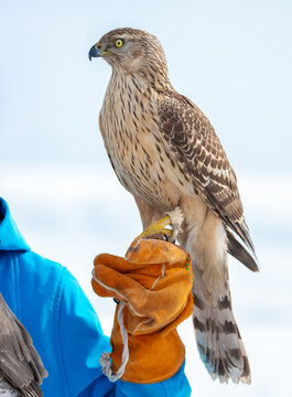 Falcon perched on a falconry glove in a snowy landscape, showcasing a trained bird of prey and the traditional art of falconry.