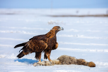 Fototapeta premium A bird of prey hunts its prey. A large eagle caught a fox against a backdrop of snow. Falconry. Berkutchi. A national tradition of Asia. A golden eagle sits in the snow, clinging to its prey.