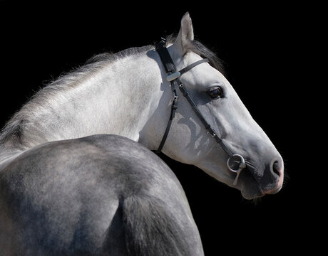 Horse. White horse on black background. Portrait. Close-up. A thoroughbred horse of the Oryol Trotter breed. Harness racing. Trotting horse race. Side view. Head in profile