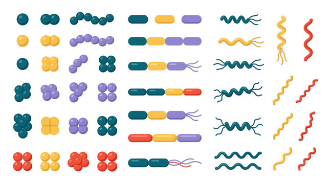 Microbiology cells and bacterial shapes illustrated in a flat vector style.