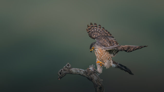red tailed hawk