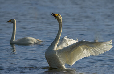 two swans in the water © Bai