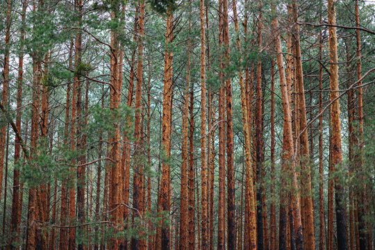Sunlit Pine Trunks, Soria