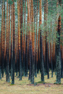 Pine Forest, Soria