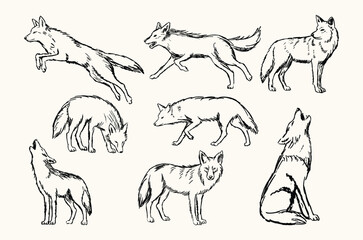 Fototapeta premium Coyote Hand-Drawn Sketch Collection Wildlife Animal Illustration Set