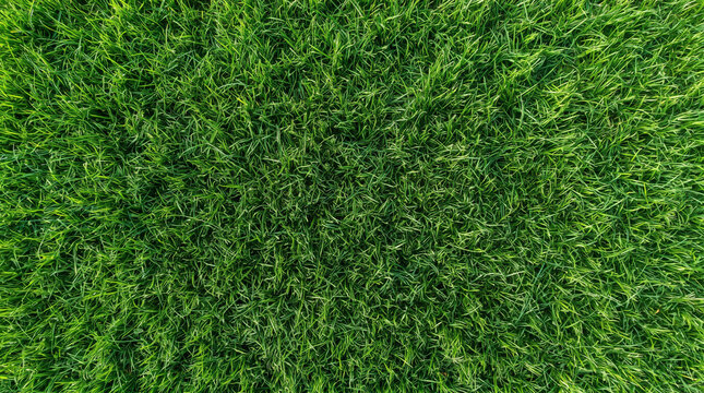 Top view of a lush green grass lawn texture, natural vibrant meadow background, fresh summer field pattern for landscaping and garden design