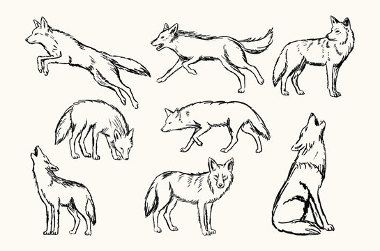 Coyote Hand-Drawn Sketch Collection Wildlife Animal Illustration Set