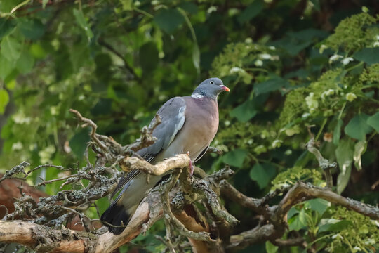 The common wood pigeon (Columba palumbus), also known simply as the wood pigeon. It has a flexible diet, including cereals, and is therefore considered an agricultural pest.  
