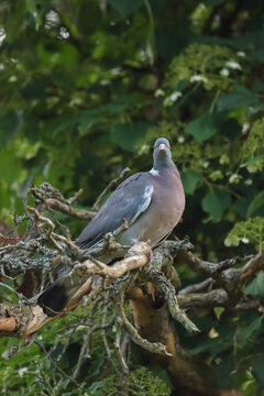 The common wood pigeon (Columba palumbus), also known simply as the wood pigeon. It has a flexible diet, including cereals, and is therefore considered an agricultural pest.  