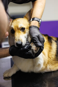 Cropped male veterinary doctor examining paw of dog on examining table
