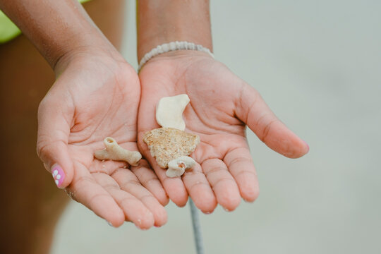 Hands holding beach finds, collecting shells and coral