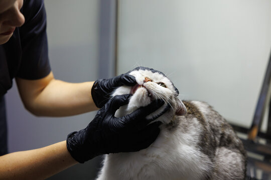 Cropped female veterinary doctor examining mouth and teeth of cat