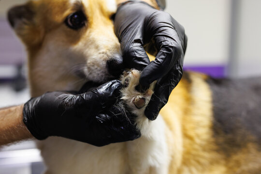 Close up of partial male veterinary doctor examining paw of cute dog