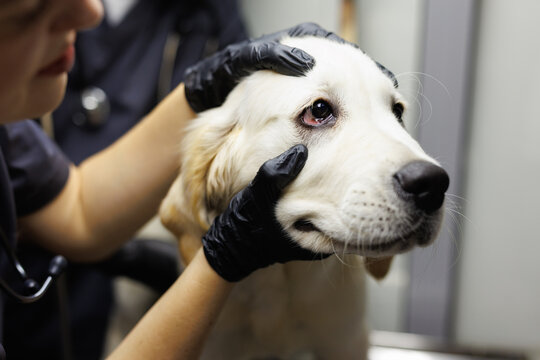 Partial veterinary doctor examining eye of dog near cropped coworker