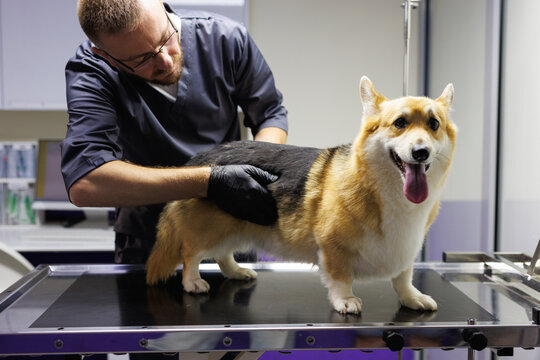 Concentrated male veterinary doctor examining pretty furry dog