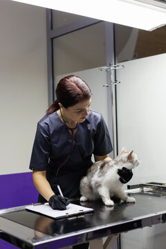 Concentrated veterinary doctor examining cute cat and writing results