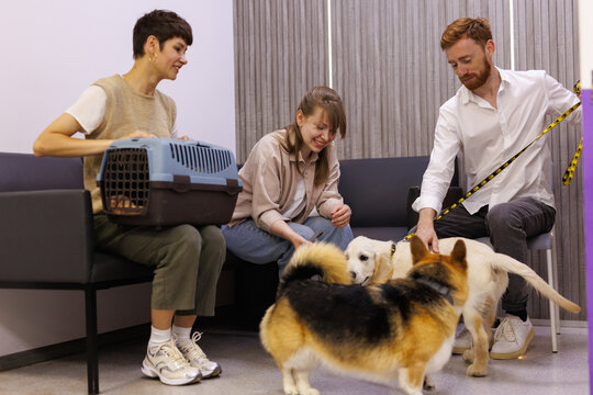 Woman with cat carrier looking at owners caressing dogs in vet clinic
