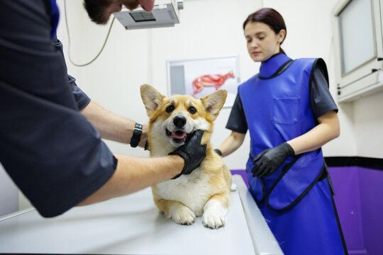 Partial male veterinary doctor examining dog with female colleague