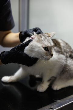 Cropped veterinary doctor examining ear of cat on examining table