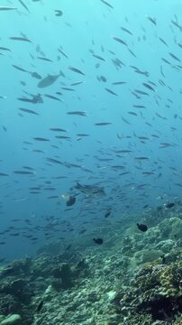 Gentle currents flow over a colorful underwater landscape in the Banda Sea as schools of tiny fish dance around pristine coral structures during a bright morning exploration in Indonesia.