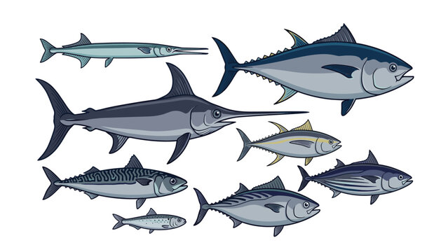  Vector collection of commercial pelagic sea fish species including tuna swordfish mackerel and sardines isolated on white background
