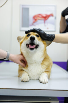 Cropped view of veterinary doctor and owner caressing adorable dog