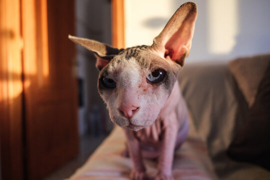 Sphynx cat looking at camera with blue eyes