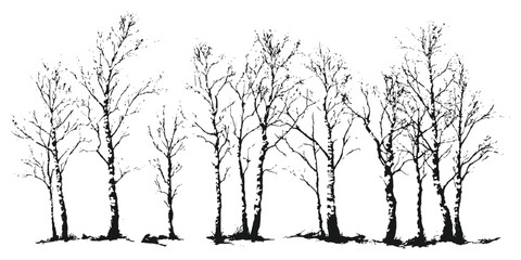 Obraz premium Black and white silhouette of bare winter birch trees forest landscape vector illustration graphic design elements.