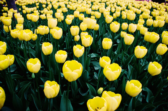 Bright yellow tulips bloom in a large field