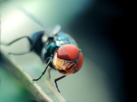 Detailed close-up of a common green bottle fly resting on a surface with selective focus on its large red eyes