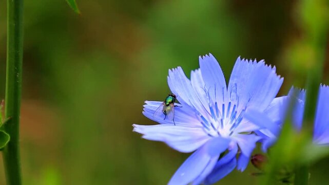 Close-up of a delicate blue chicory flower with a green fly resting on its petals. Filmed in natural light with a soft focus, highlighting the natural texture of the flower and insect against a blurre