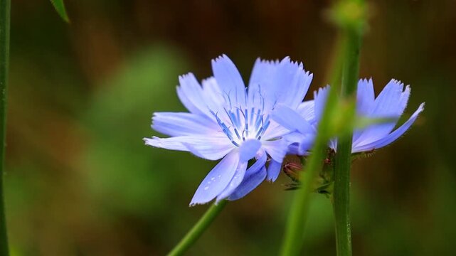 Macro video footage of a bright blue chicory flower in a field against a blurred natural green background. The plant sways gently in the wind. Close-up with natural light highlighting petal texture. H
