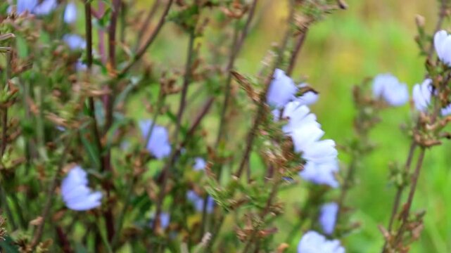 Close-up of delicate blue chicory flowers blooming amidst wild field greenery. The video, filmed in natural light with a soft focus, highlights the natural beauty and texture of the petals and stems a