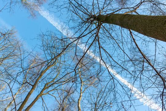 Low-angle view through tall leafless deciduous trees and intricate bare branches against a clear blue winter sky with a long white cloud. Natural background for forest canopy, seasonal ecology, tree s