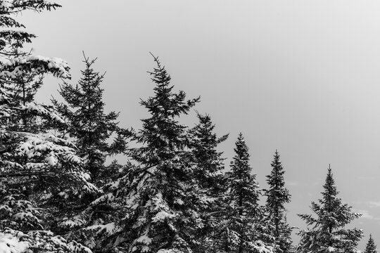 Vermont 88