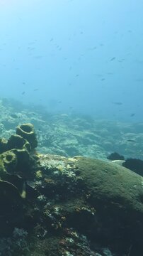 Rippling waves reveal a stunning underwater paradise in the Caribbean. Colorful fish dart around vibrant corals, while sunbeams dance on the soft ocean floor. Nature's beauty shines brightly.