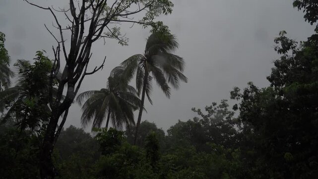 Palm Trees in Tropical Forest Swaying in Heavy Wind and Rain