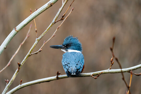 Ringed Kingfisher on Small Branch